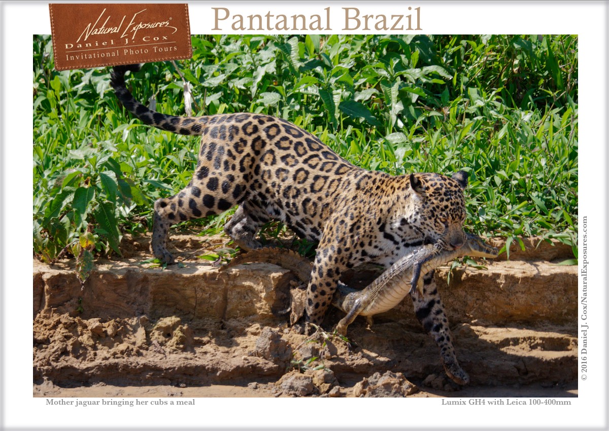Facebook IPT jaguar & caiman