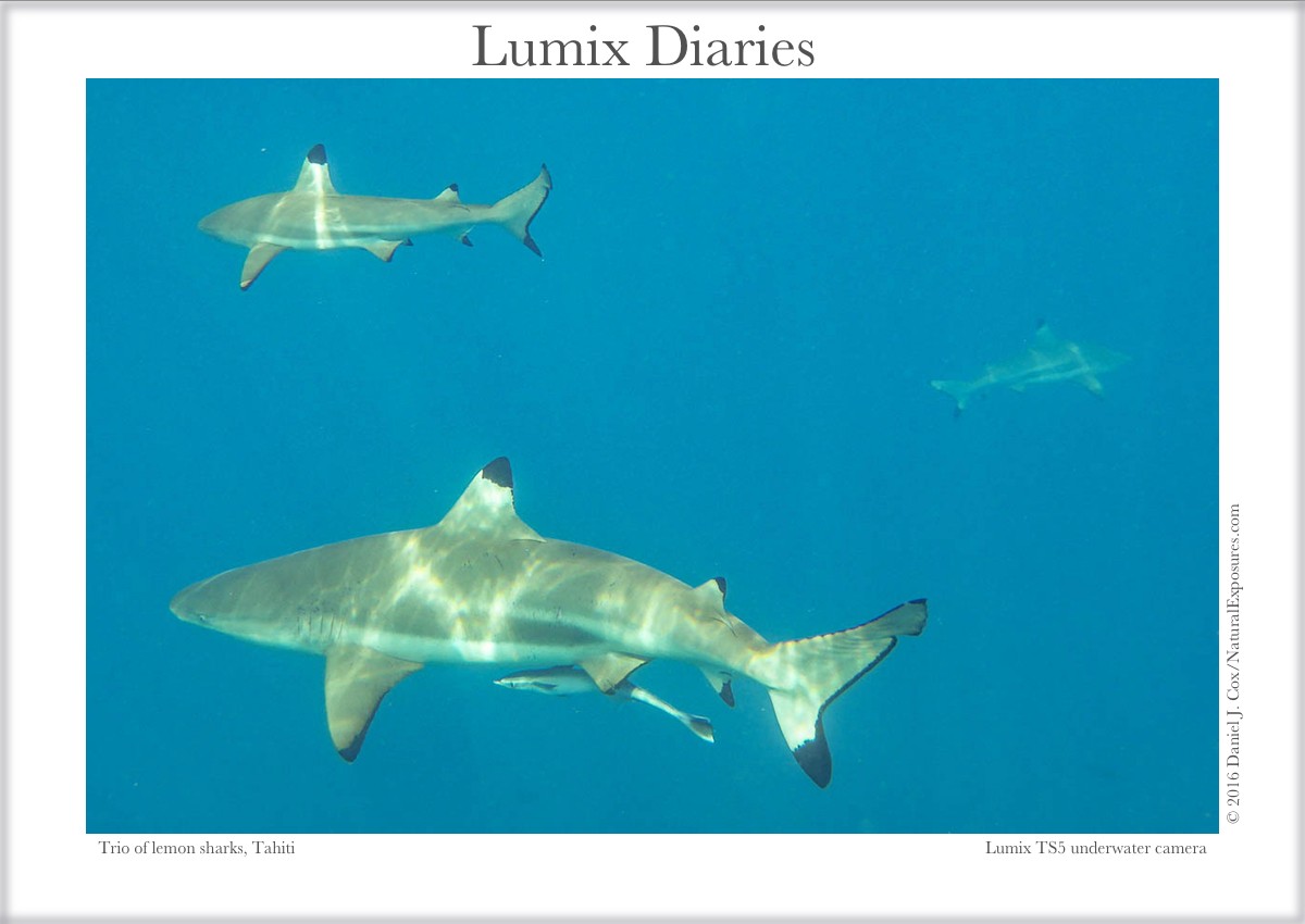 Lumix Diaries Sharks with Lumix TS5 Underwater Camera