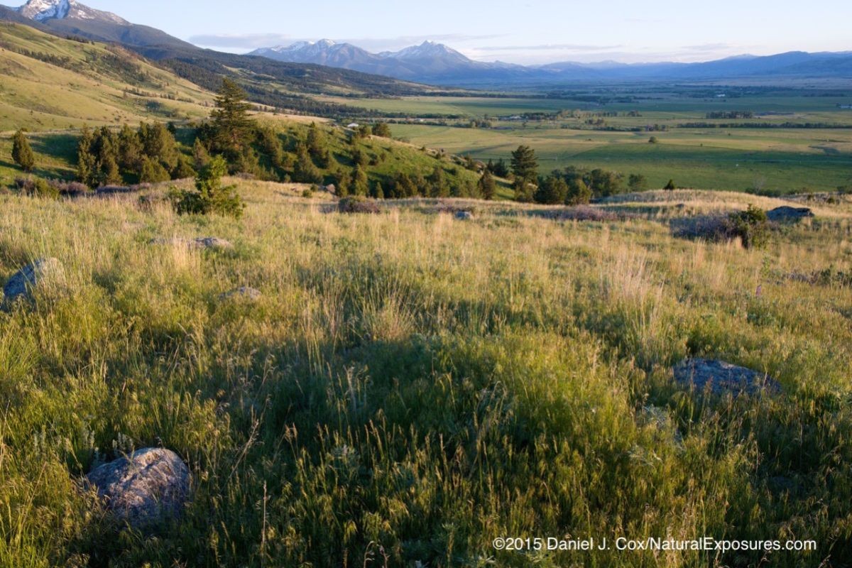 Paradise Valley bathed in evening light in early summer. Montana