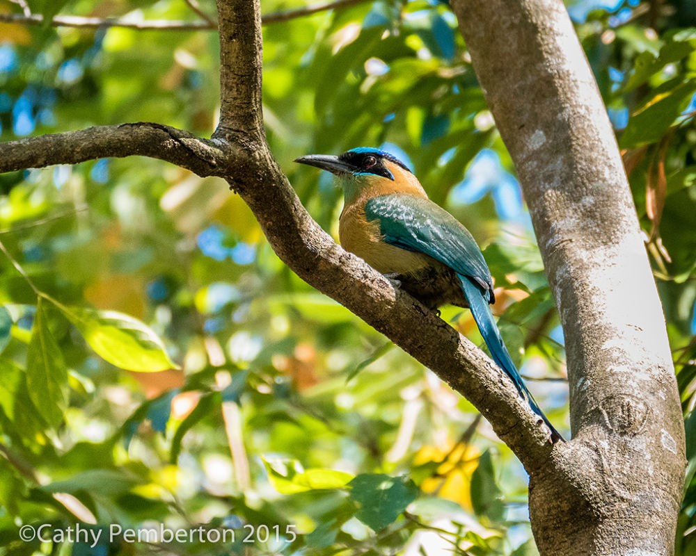 Blue-crowned motmot, Finca Rosa Blanca, Costa Rica