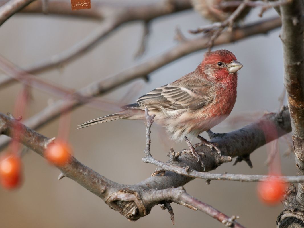 Updated Firmware Ver 1.1 for Olympus 150-400mm
