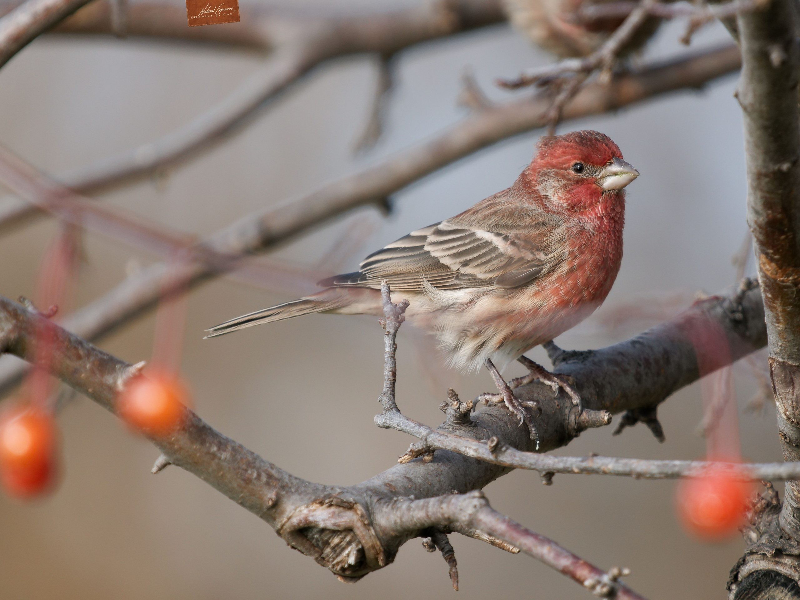 Updated Firmware Ver 1.1 for Olympus 150-400mm