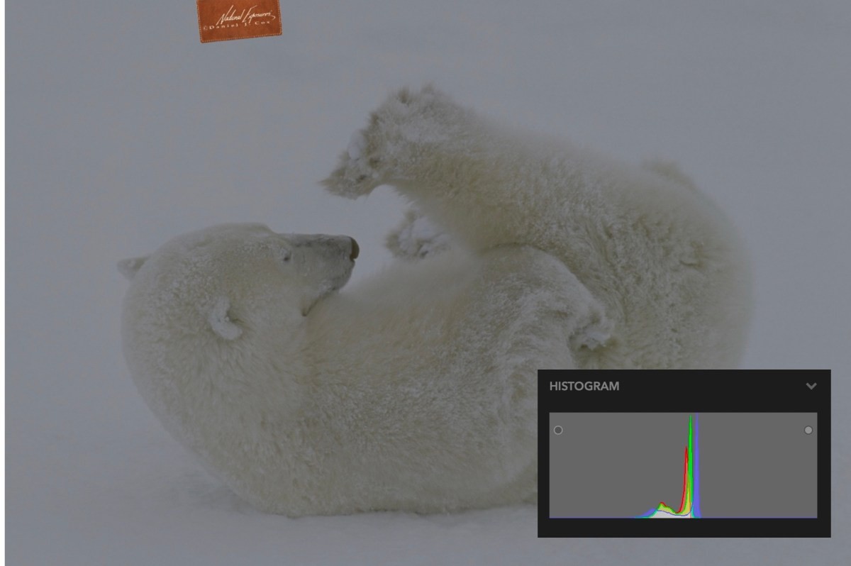 How to photograph polar bears from a thunder buggy