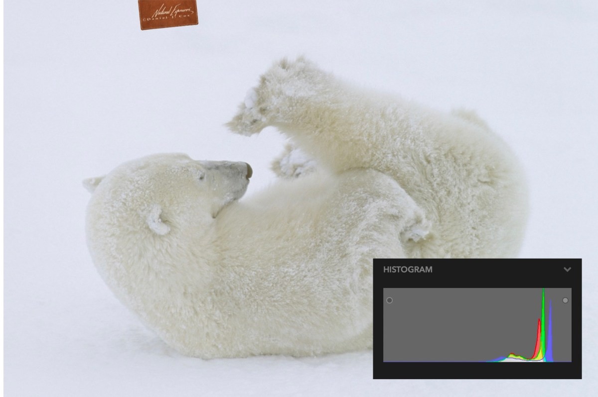 How to photograph polar bears from a thunder buggy
