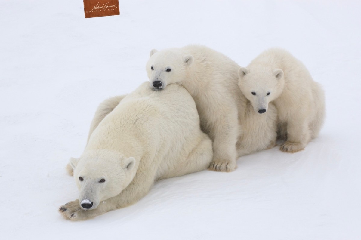 How to photograph polar bears from a thunder buggy. white furry animals