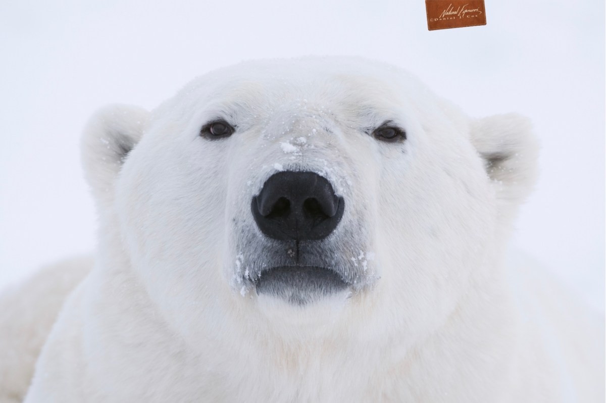 How to photograph polar bears from a thunder buggy