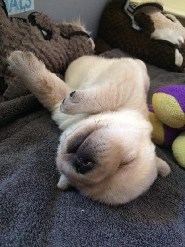 Christine's puppy
