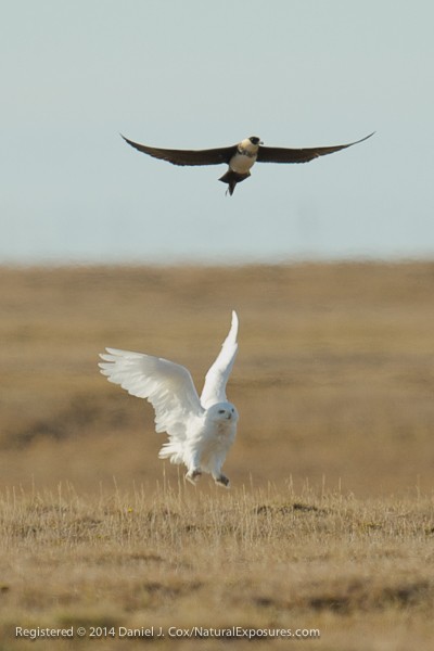 Yeager harassing female snowy owl, Alaska.