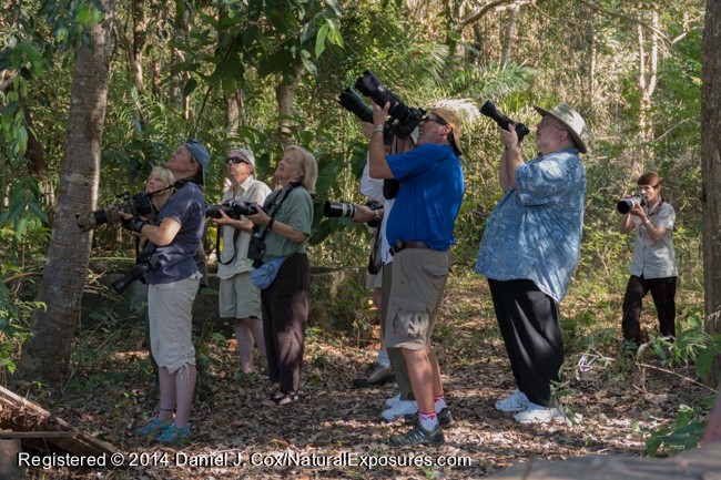 Our group points their cameras to the trees where a group of habituated Black-taild Marmosets come down to feed on bananas. Lumix ZF1000