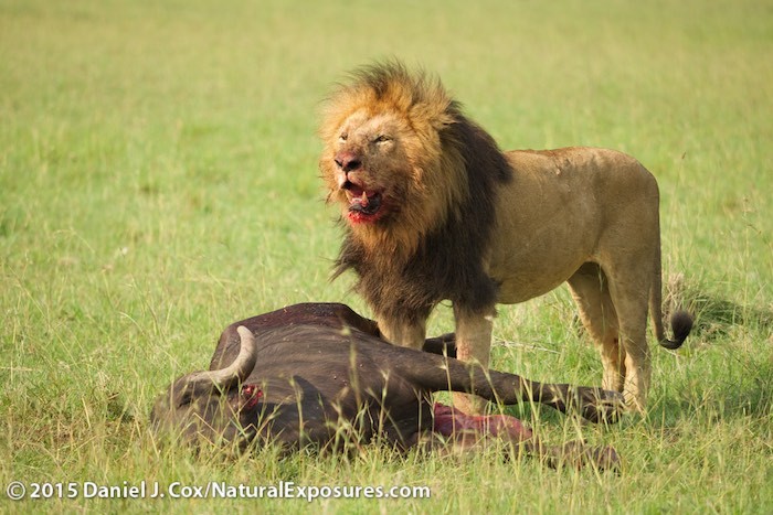 The Lumix Diaries 1/19/2015 Lions and Hyenas Clash