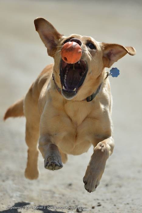 Testing the New Nikkor 80-400mm Zoom Lens