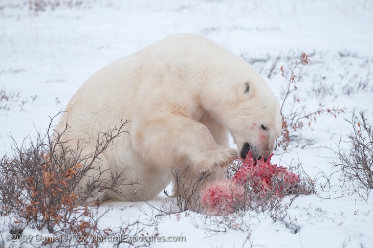 Polar Bear Caught in Act of Infanticide and Cannibalism