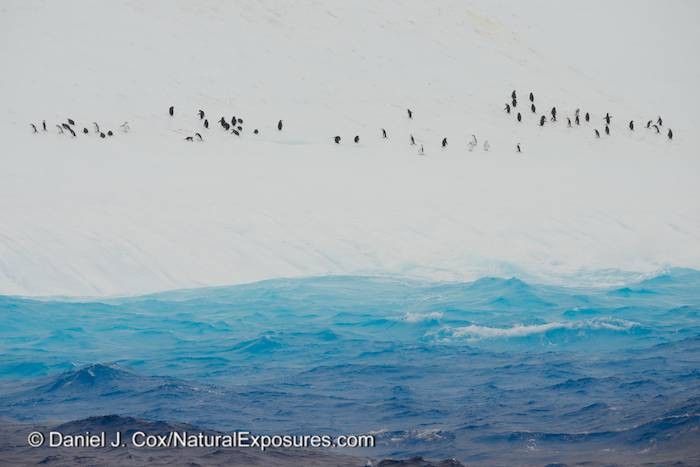 Chinstrap Penguins on Drake Passage Crossing to Antarctica