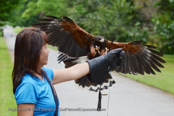 An Vo receives a Harris Hawk during our event with the at Ashford Castle falconry program,  Ireland.