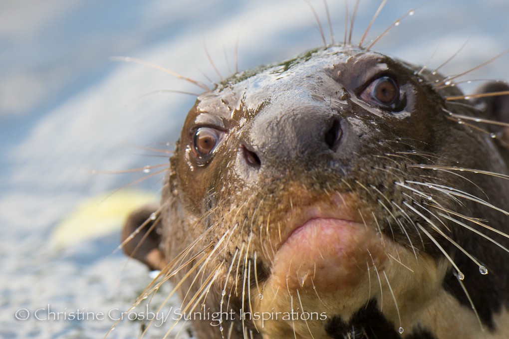 Christine Crosby Finalist in NANPA’s 2014 Showcase