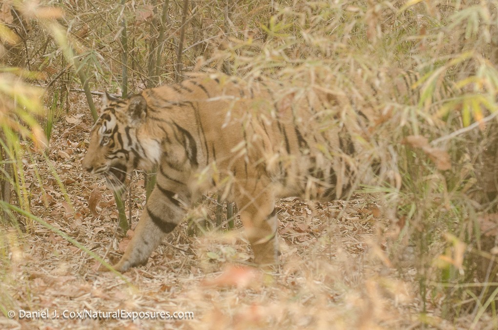 Ecotourists May Help Save Malayan Tiger