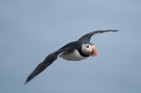 An Atlantic Puffin makes its way to its burrow in the cliffs