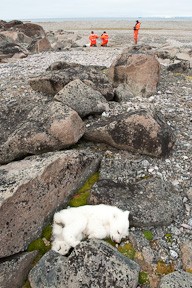 Our group inspects the second lifeless cub off in the background