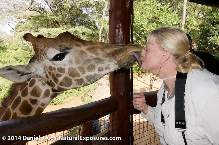 Allison McClure takes one for the team as she gets slimed while feeding a giraffe at the Giraffe Center near Nairobi, Kenya. Lumix LX100 with fill flash. Camera set to Program Mode with no compensation. Camera handled the exposure perfectly.