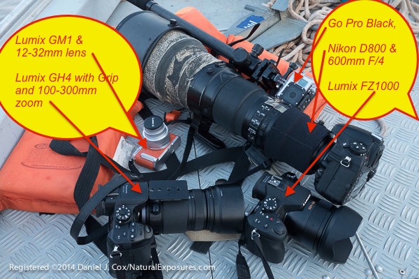 Tools of the multi-media trade. Nikon D800 & 600mm F/4, GoPro Black Edition, Lumix GH4 & 100-300mm, Lumix GM1 & 12-32mm, Lumix LZ 1000 with 25-400mm 