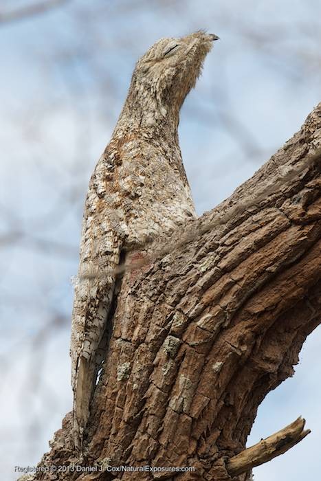 The Great Potoo Photo Event in Potooville, Brazil