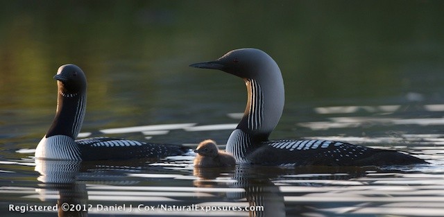 A Pacific Loon family on a small lake in the arctic recently captured for the Arctic Documentary Project. Watermark in the lower left corner.