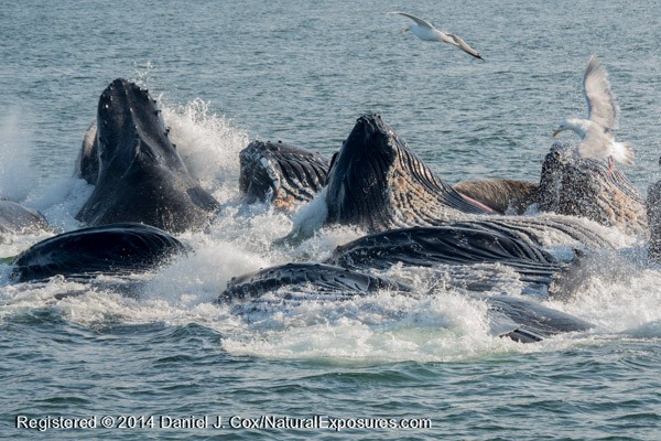 A pod of Humpback Whales rise above the water after bubble net feeding. SE Alaska. Lumix GH4 with 100-300mm lens.
