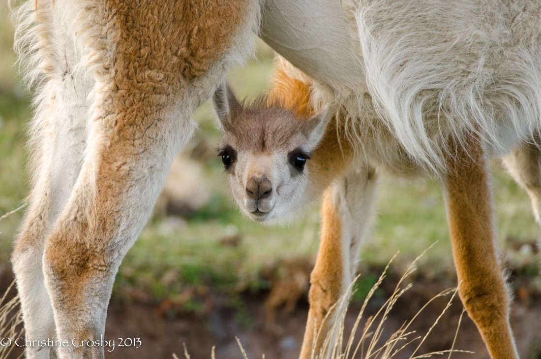 A baby guanaco peers beneath it's mothers belly while getting a drink of milk. I was standing right next to Christine in Patagoina when she shot this and I she outshoot me on this subject. Beautiful image Christine.