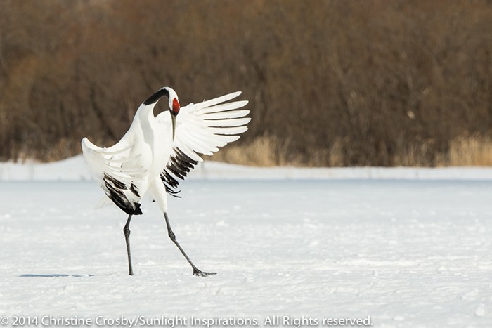 Explorer Christine Crosby Receives Award of Excellence for Dancing Crane Photo