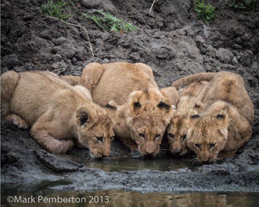The following photograph, shot at 6:26 am, shows some lion cubs getting a drink. It was shot at ISO 6400!