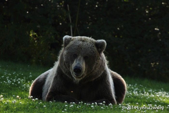 A large brown bear on our Invitational Photo Tour to Alaska for these magnificent animals. 