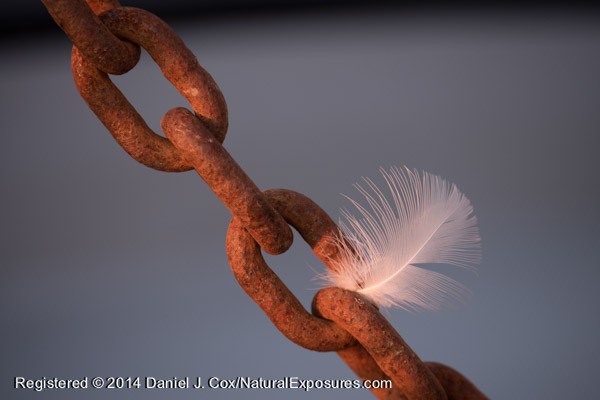 The golden light of late evening catches an unidentified bird feather that lodged itself in the anchor chain. Lumix GH4 with 35-100mm F/2.8