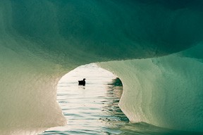 A Guillemot fishes around the edge of and iceberg. One of my favorite images from the trip