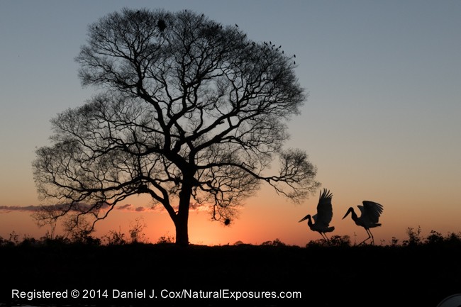 A pair of Jabiru storks at sunset, Pantanal, Brazil
