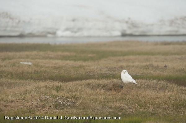 Snowy owl, male sitting on the tundra hunting. Alaska.
