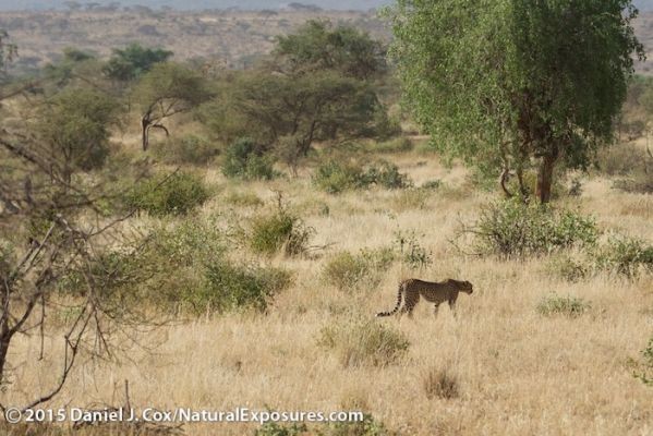 A mother cheetah makes her way through the hot, bushy landscape of Samburu National Reserve. Kenya. Lumix GH4 with Olympus 40-150mm F/2.8. 250ISO