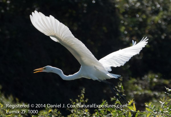 Great Egret takes flight in the Pantanal, Brazil
