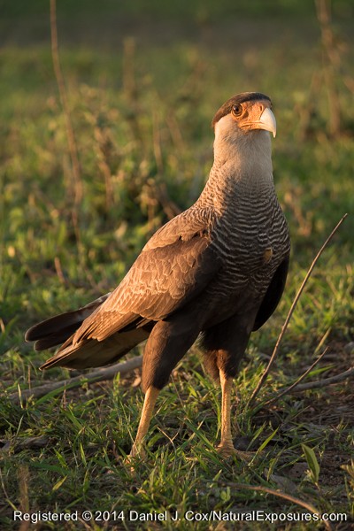Southern Carcara in late evening light shot with has superb detail in the feathers and the head. Shot hand held with Lumix GH4 with 100-300mm lens.  