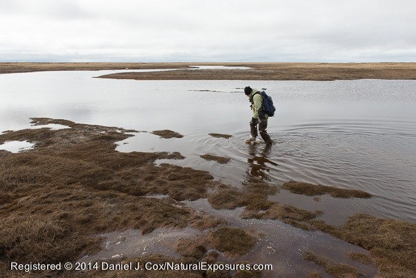 Denver Holt crossing a river on the tundra during snowy owl research. Alaska