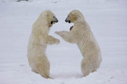 bears-sparring
