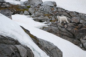 A polar bear makes its way across an island