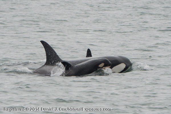 A very young Orca whale surfaces briefly with as it follows it's mother. Lumix GH4 with 100-300mm zoom.
