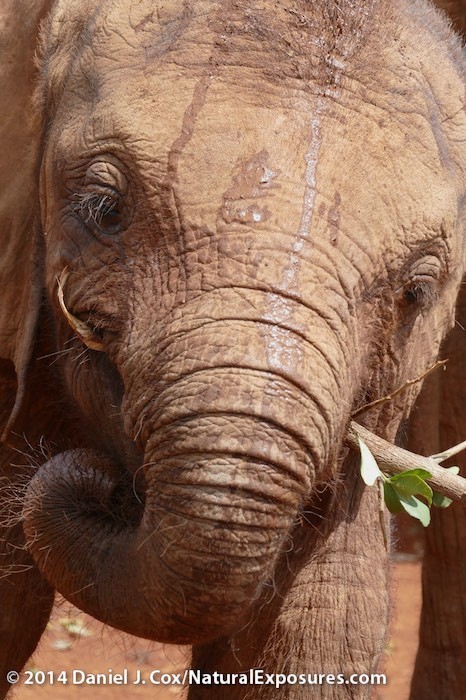 Orphaned baby elephants  at the The David Sheldrick Wildlife Trust elephant Orphaned near Nairobi, Kenya