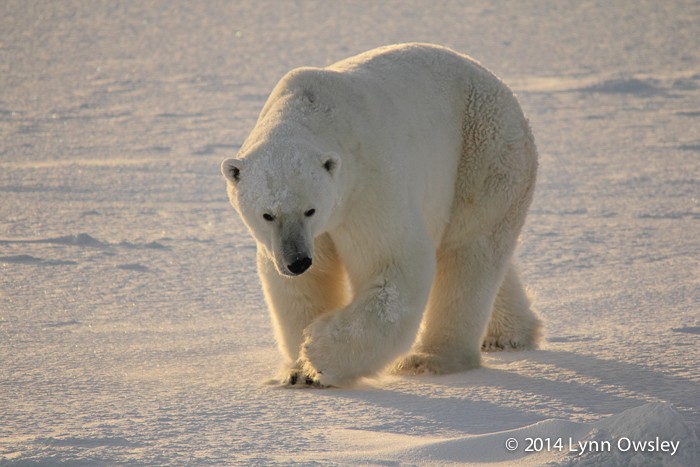Canon or Nikon? Lynn Owsley Guest Post