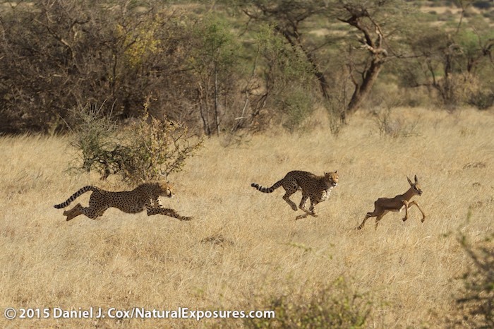 The Lumix Diaries 1/13/2015 Cheetah Chase