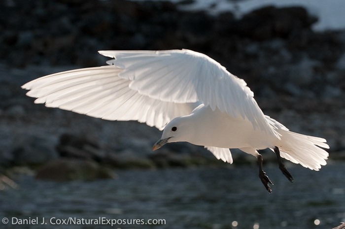 Ivory Gulls Suffer From Sea Loss Due to Global Warming