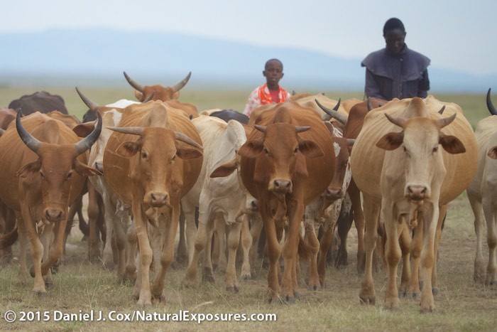 Two young boys herd their cattle through the grasslands of the Masai Mara Game Reserve. Kenya. Lumix GH4, Olympus 40-150mm F/2.8 with 1.4 Teleconverter. ISO 400