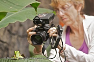 Getting close to a red-eyed leaf frog.