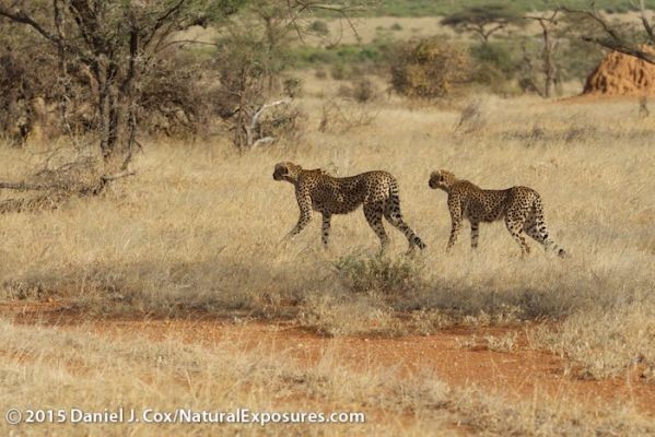Mother cheetah and one of her two older cubs begin to hunt a herd of grants gazelle. Lumix GH4 with Olympus 40-150mm F/2.8. 250ISO