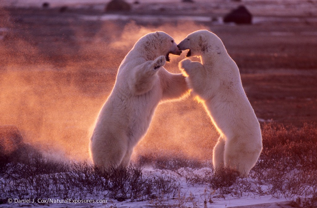 Two, very large male polar bears play fight in the late afternoon sun. This type of light is one of the benefits of shooting so far north. It's the most magical light on the planet.